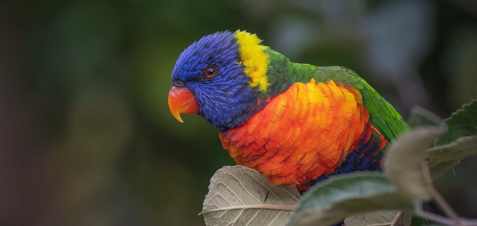 Lorikeet parrot in a tree